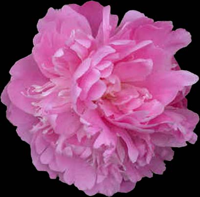 Peony - Grace Batson