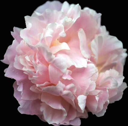 Peony - James Pillow