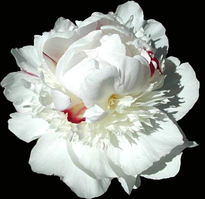 Peony - Mme De Verneville